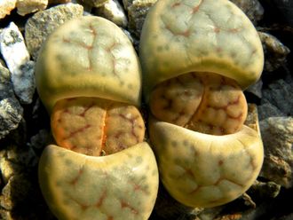 Lithops schwantesii C080 (MG) (2 головы)