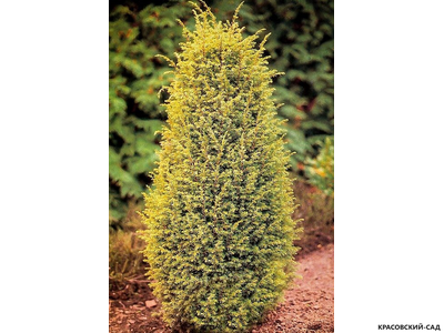 Можжевельник обыкновенный Голд Кон - Gold Cone