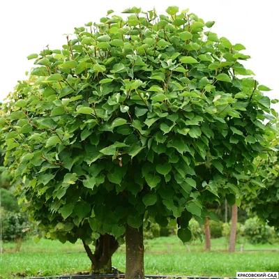 Топиар Липа мелколистная в форме шара