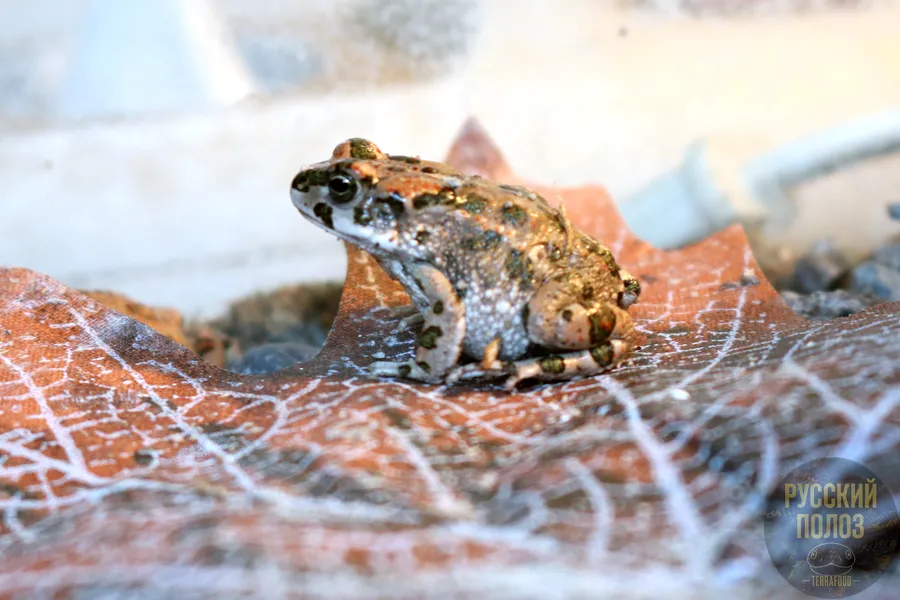 АФРИКАНСКАЯ ЗЕЛЕНАЯ ЖАБА, BUFOTES BOULENGERI
Содержание - https://terrafood-shop.ru/articles/afrikanskaia-zelenaia-zhaba-bufotes-boulengeri-soderzhanie-doma