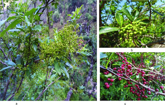 Перец сычуаньский/непальский (Xanthoxylum armatum) 5 мл - 100% натуральное эфирное масло