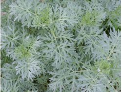 Полынь Зибера (Artemisia sieberi) Иран, 5 мл - 100% натуральное эфирное масло