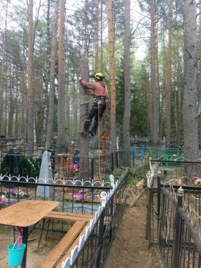 Удаление наклонной  сосны на кладбище в Толмачево