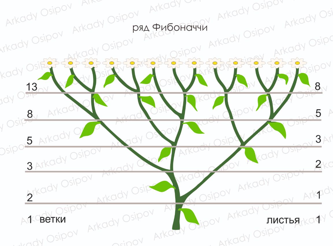 Ряд Фибоначчи, иллюстрация