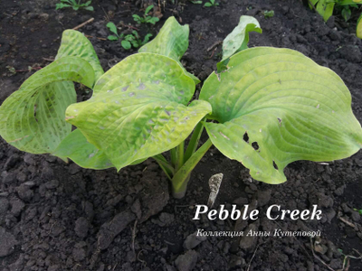 Хоста Pebble Creek