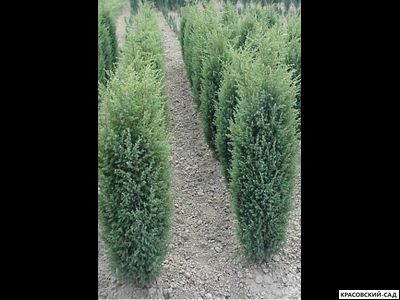 Можжевельник Хиберника - Hibernica