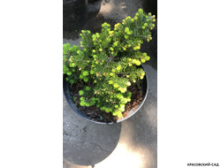 Пихта Дискус - Discus