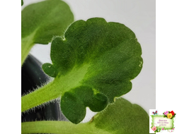 Vi-Лесная Нимфа (И.Виблая) 2021 г. (гёрл-листья)