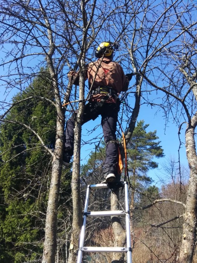 Обрезка яблонь СНТ Балтиец