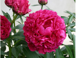 Пион Канзас (Kansas)