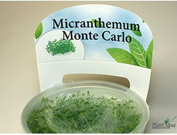 Монте Карло в меристеме