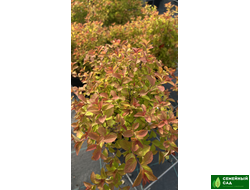 Спирея японская  "Зен Спирит Карамель"