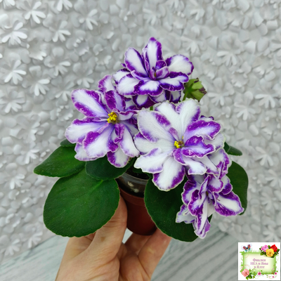 ЮШ-Надюша (И. Волкова) химера