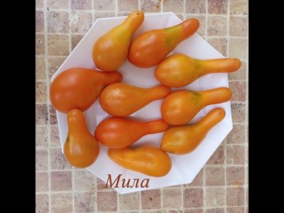 Томат Мила (Mila)
