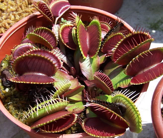 Dionaea muscipula All red