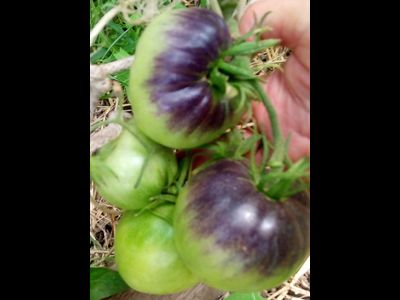 Томат Темная королева (Dark Queen), США