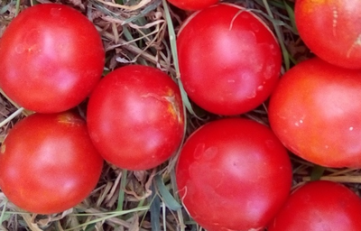 Томат Splash of kream (Irish cream) Ирландия