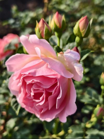 Джоанна Тюлард (Johanna Thuillard)