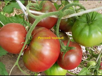 Томат Русский черный (Russian black)