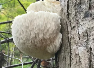 Герициум, Ежовик гребенчатый, Герициум гребенчатый.