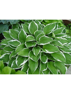 ХОСТА "Соу Свит" (So Sweet) Р10