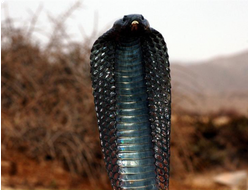 ЯДОВИТЫЕ ЗМЕИ