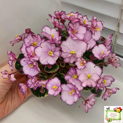 Н-Четыре Сезона (Н. Бердникова) 2015