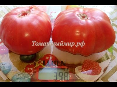 Томат Бабушкин секрет