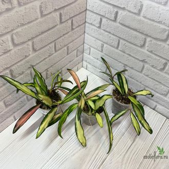 24/07/2025 Hoya Kentiana Variegata