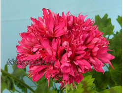 Пеларгония Lotta Lundberg