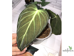 Philodendron Melanochrysum / Филодендрон Меланохризум