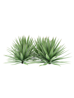 тропические Агава сизалевая 11