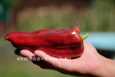 Перец сладкий РИД, 10 шт