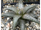 Haworthia venosa ssp.tessellata - укорененная детка