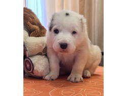 Кобель 1. Рамхат  Продается