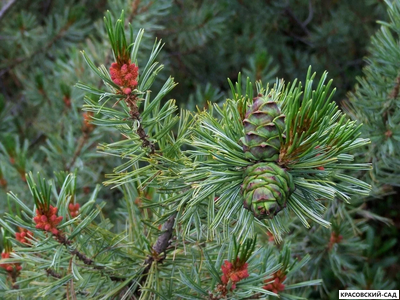 Сосна стланиковая Глаука кедровая - Pinus pumila glauca