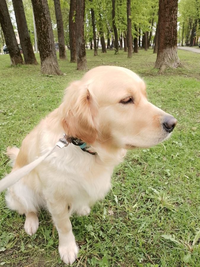 Саша / Русское Золото Шелекса Саша, 3 г