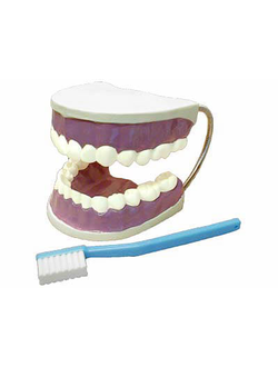 Модель "Гигиена зубов"