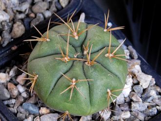 Gymnocalycium bruchii v. niveum VG 536