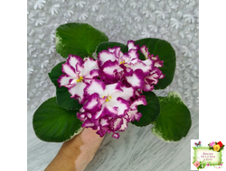 ВаТ-Волшебная Сказка (Т.Валькова) 2019 г.