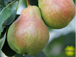 ГРУША "КРАСАВИЦА ЧЕРНЕНКО" (осенняя, УСТОЙЧИВА К БОЛЕЗНЯМ, саженец 3 года)