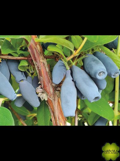 Жимолость "Фиалка" (не осыпается, ягода крупная). Саженец 3 года, дает ягоды