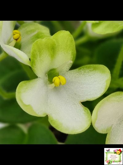 Mac's Misty Meadow (G.McDonald)