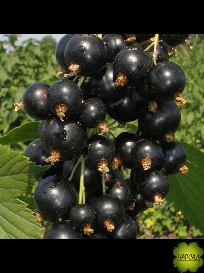 СМОРОДИНА "СОЗВЕЗДИЕ" (РАНЯЯ, НЕПРИХОТЛИВАЯ, ВЫСОКОСАМОПЛОДНАЯ)