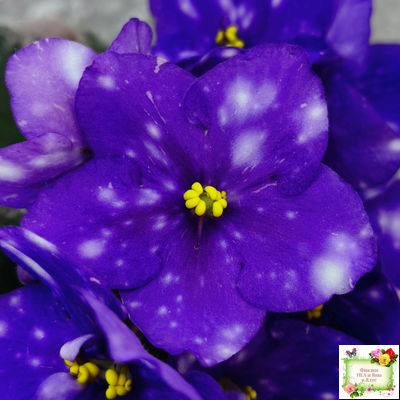 Rivermist Heavenly (J. Baker) (10985) NEW 05/21/2018