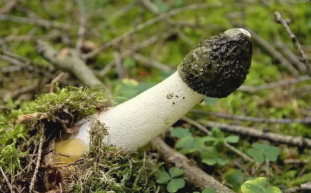 Гриб Веселка, купить экстракт Веселки, Грибная аптека