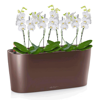 Орхидея Фаленопсис мини + DELTA 20