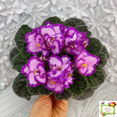 Lyon's Pirate's Treasure (S. Sorano) (8529) 11/09/1996