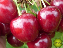 Черешня "ПАМЯТИ АСТАХОВА" (САЖЕНЕЦ 2 ГОДА, среднеспелая)