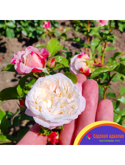 Элиан Жилле (Elaine Gilett)